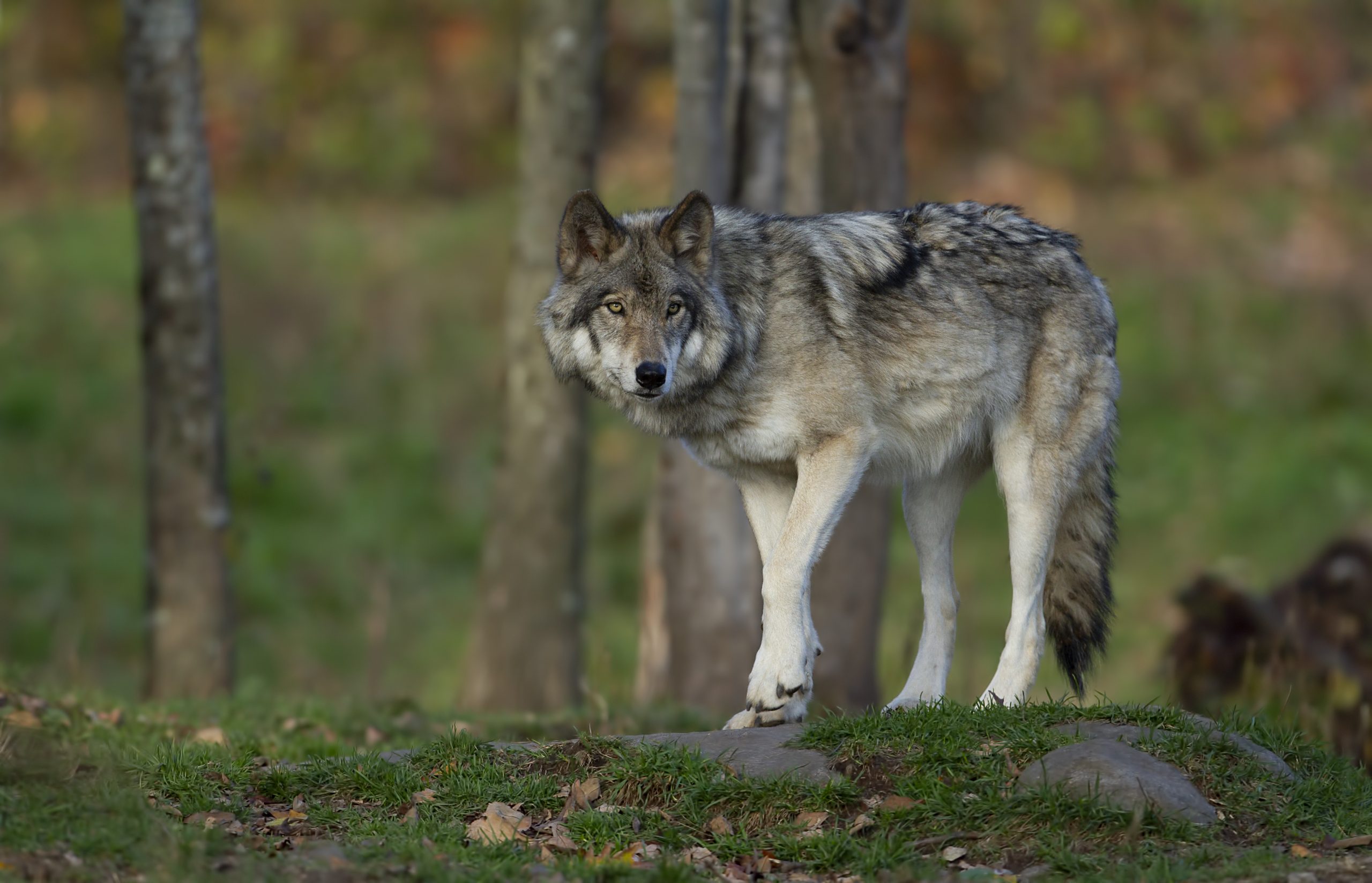 In Wolf, der in richting des Betrachters schaut